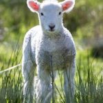 white sheep near the brown board