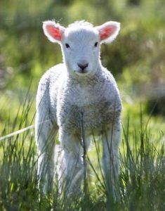 white sheep near the brown board