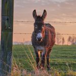 brown and white donkey in front of gray fence