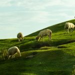 herd of sheep on green grass field during daytime