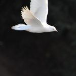 white bird flying during daytime