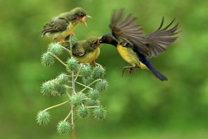 Mother Bird Feeding her Offspring