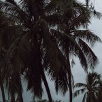 green palm tree under blue sky during daytime