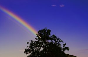 black tree under rainbow and blue sky