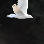 white bird flying during daytime