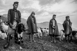 Black and white photo of Nepalese shepherds with goats in highlands.